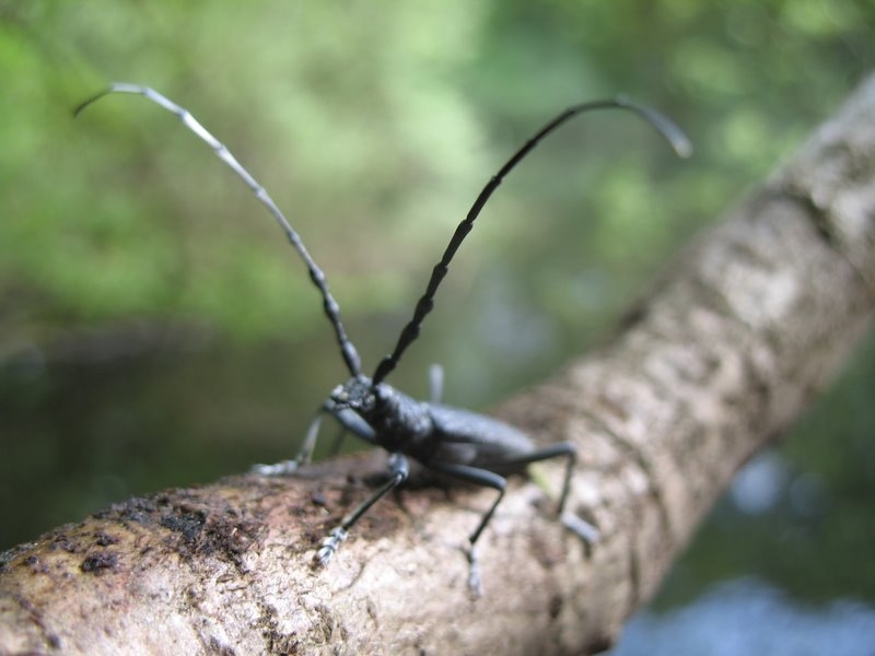 2006 05 Bonne mare 05